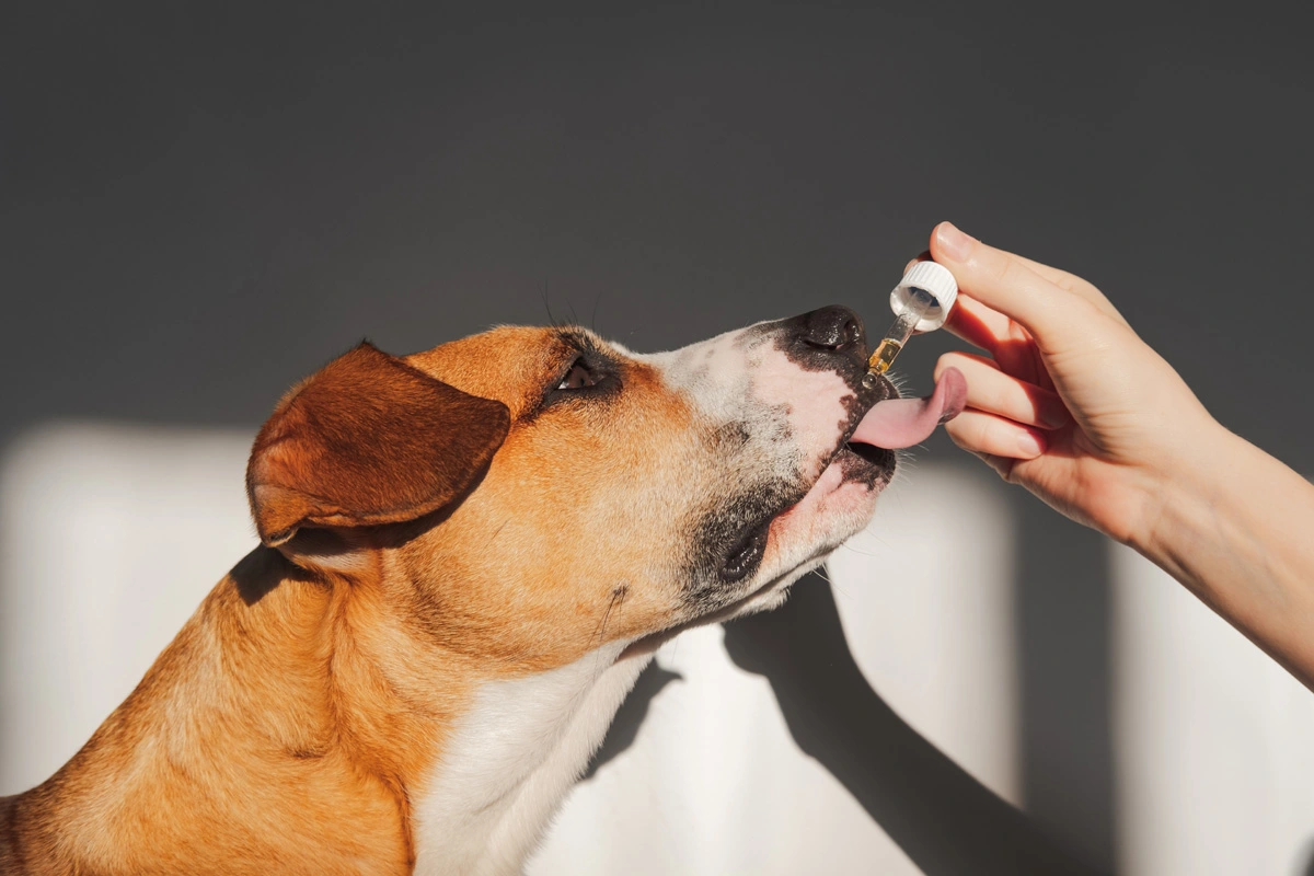 best cbd oil for pets with anxiety